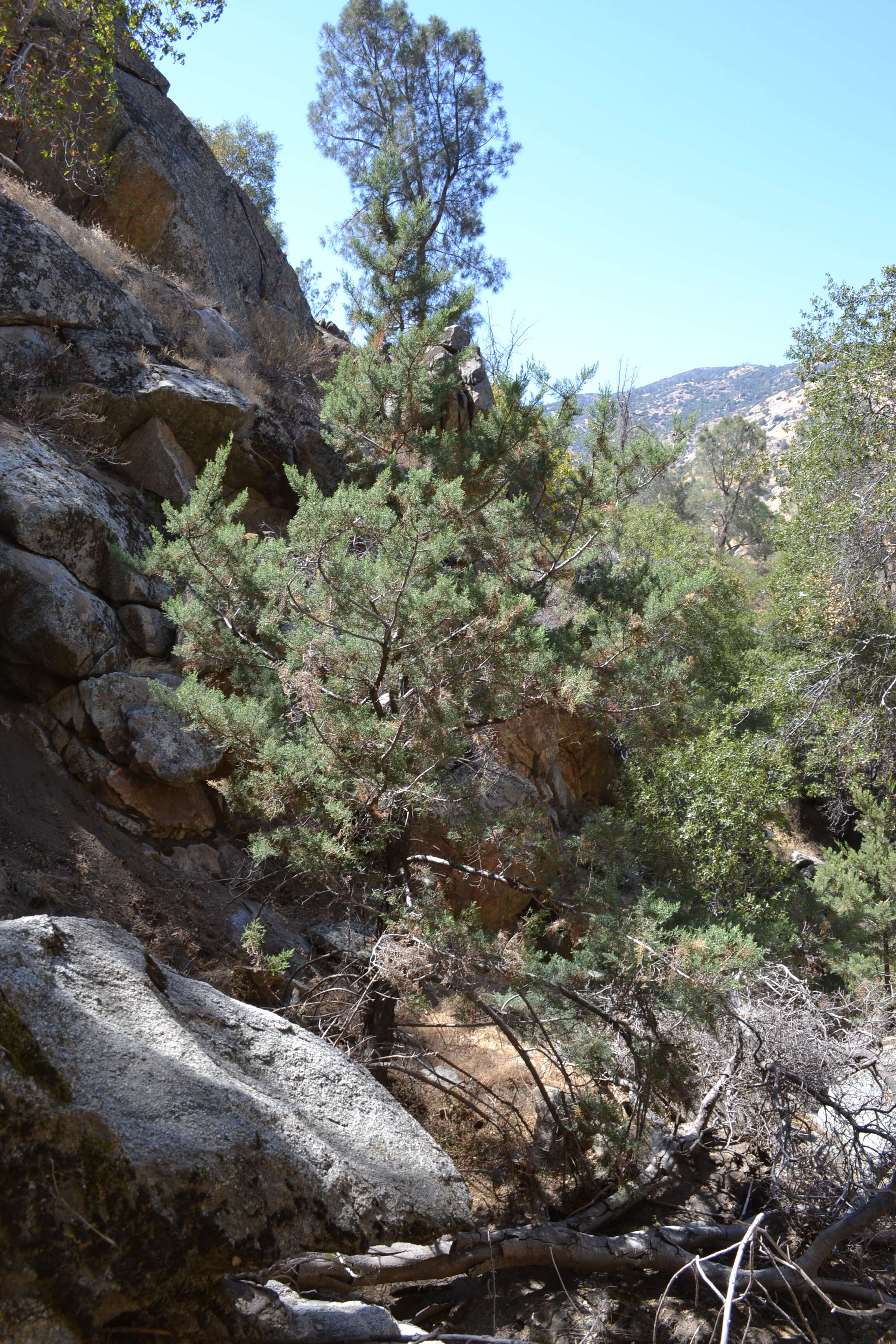 Image of Paiute cypress