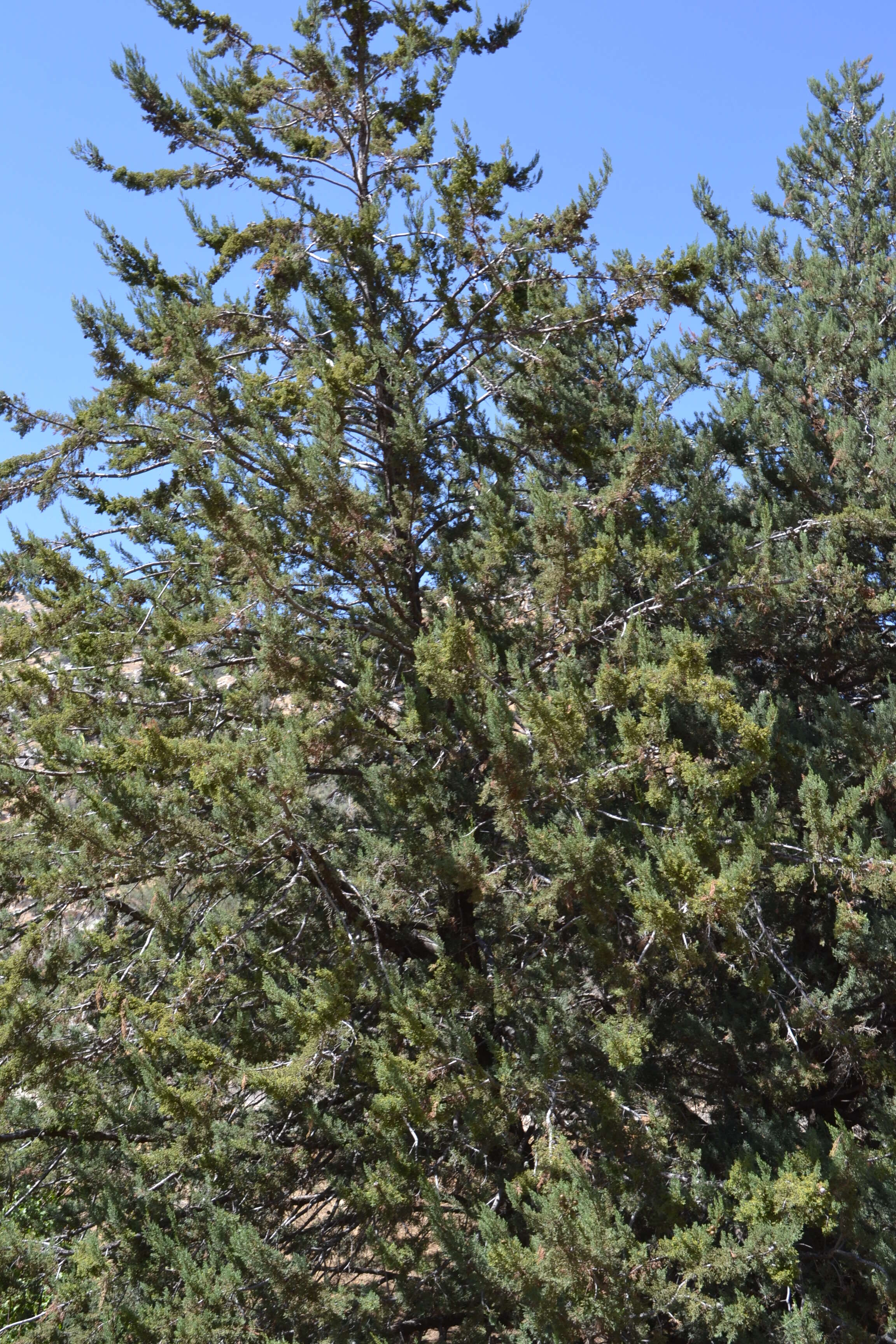 Image of Paiute cypress