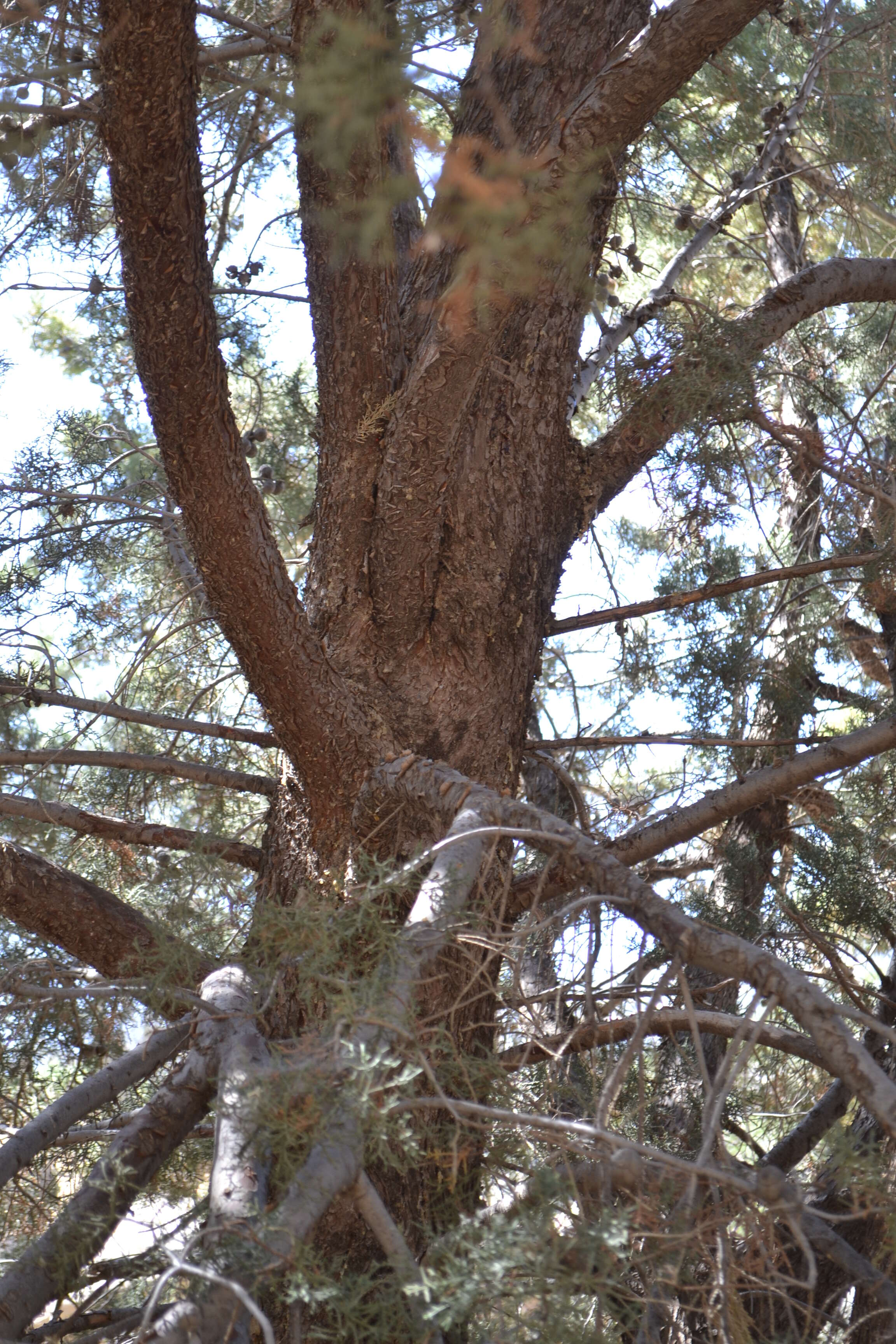 Sivun Cupressus arizonica var. nevadensis (Abrams) Little kuva