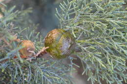 Image of Paiute cypress