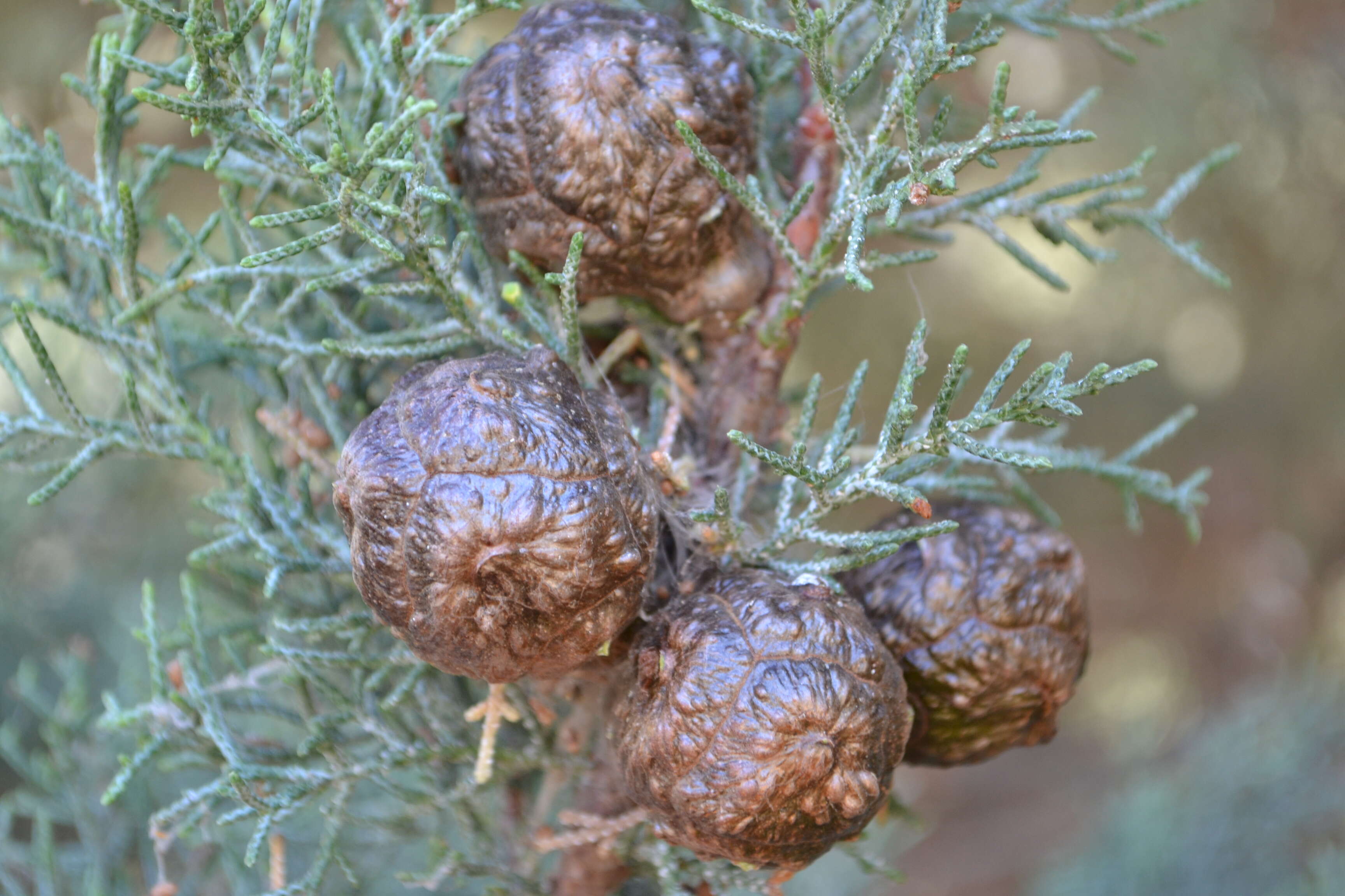 Image of Paiute cypress