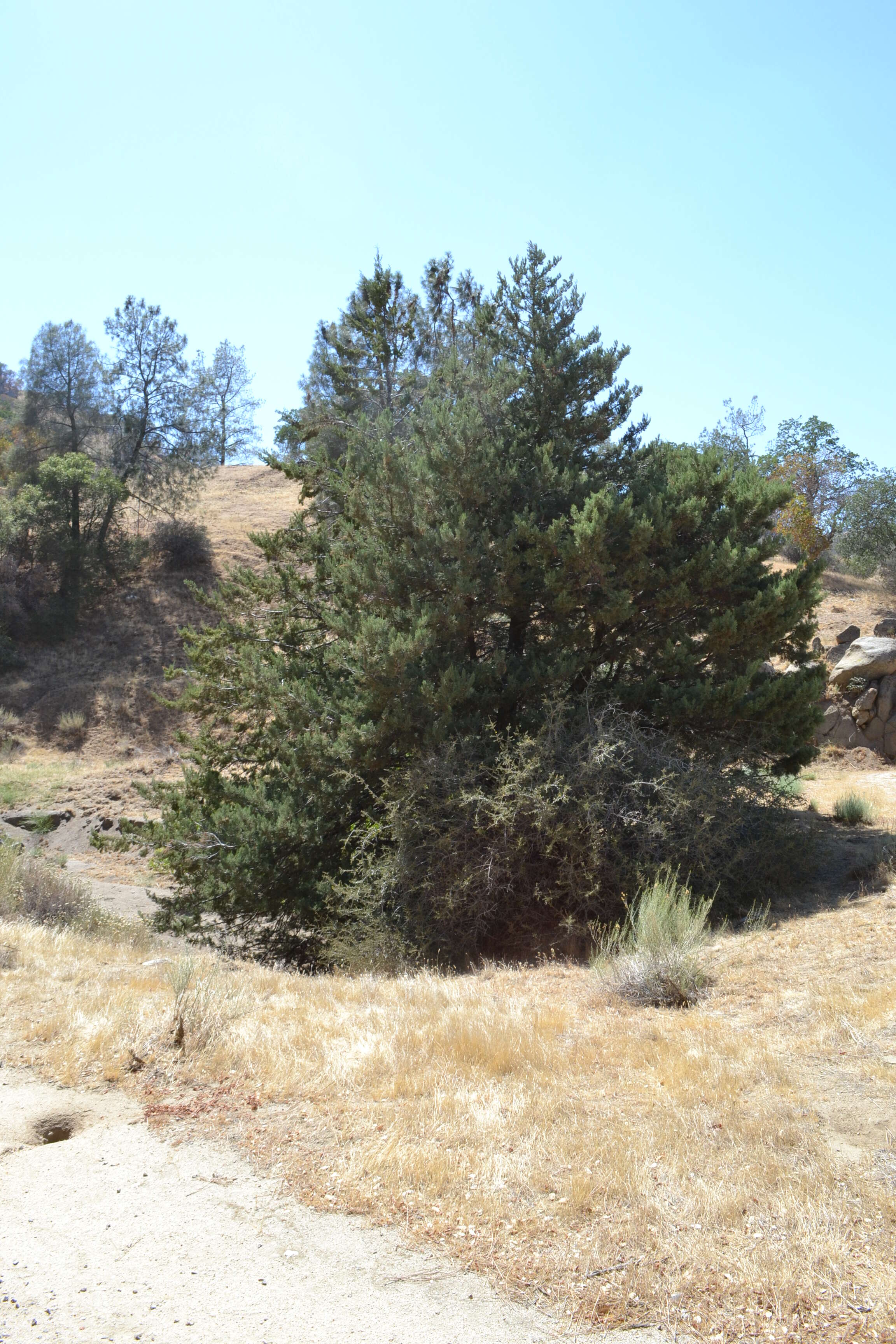 Sivun Cupressus arizonica var. nevadensis (Abrams) Little kuva