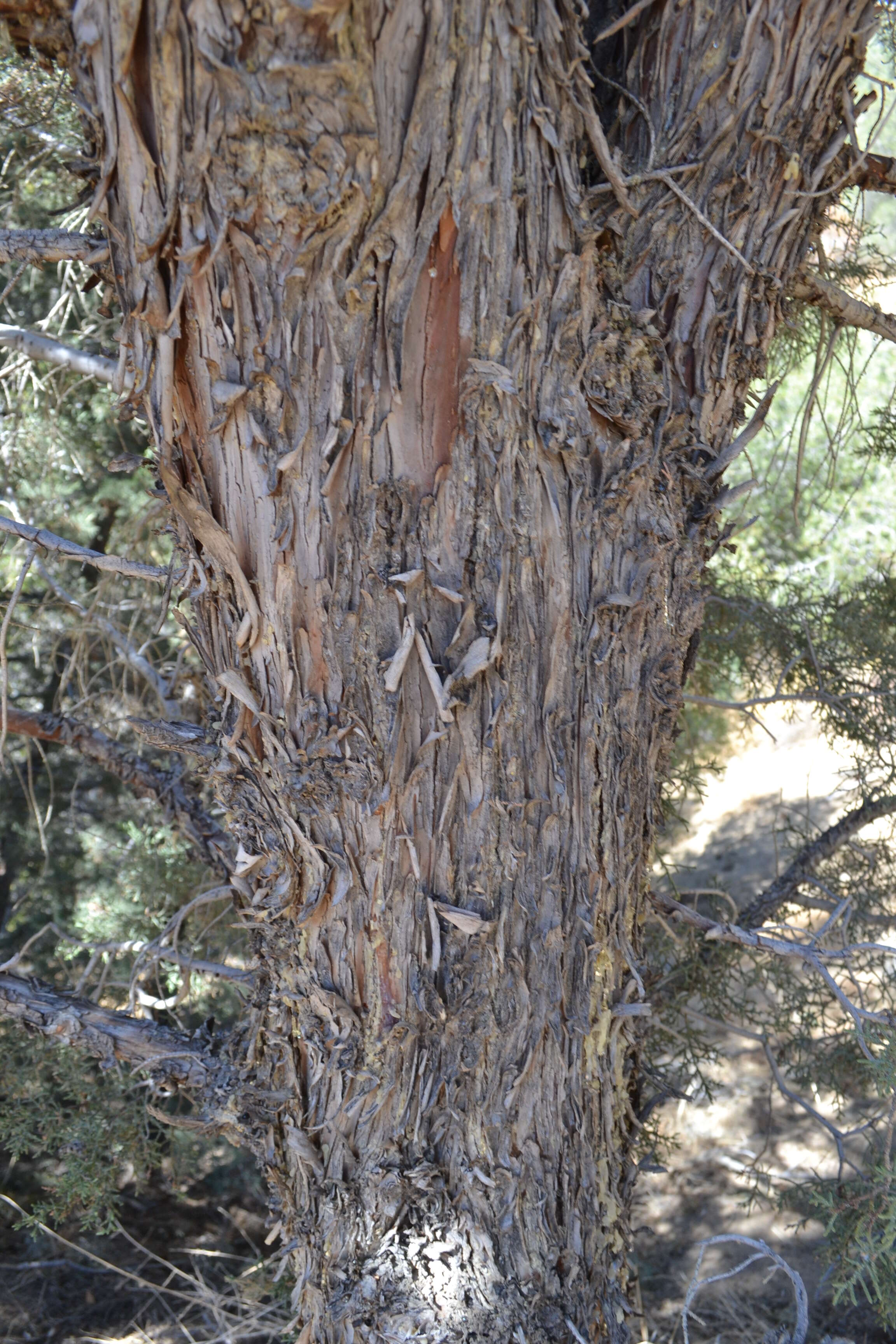 Sivun Cupressus arizonica var. nevadensis (Abrams) Little kuva