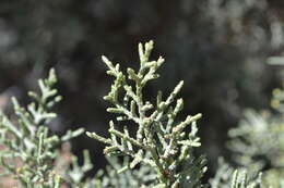 Image of Paiute cypress