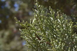 Image of Paiute cypress