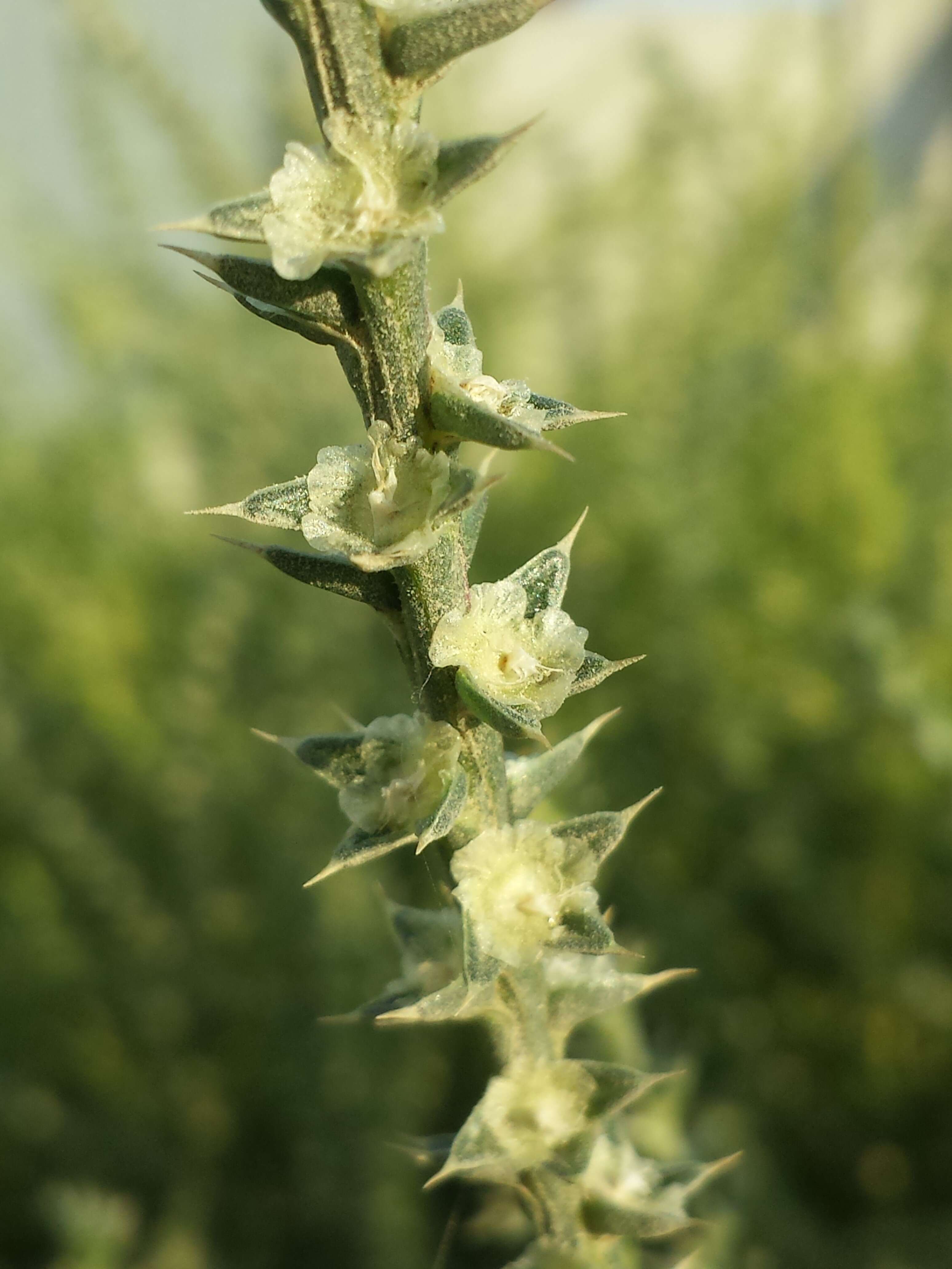 Image of Prickly Russian-Thistle