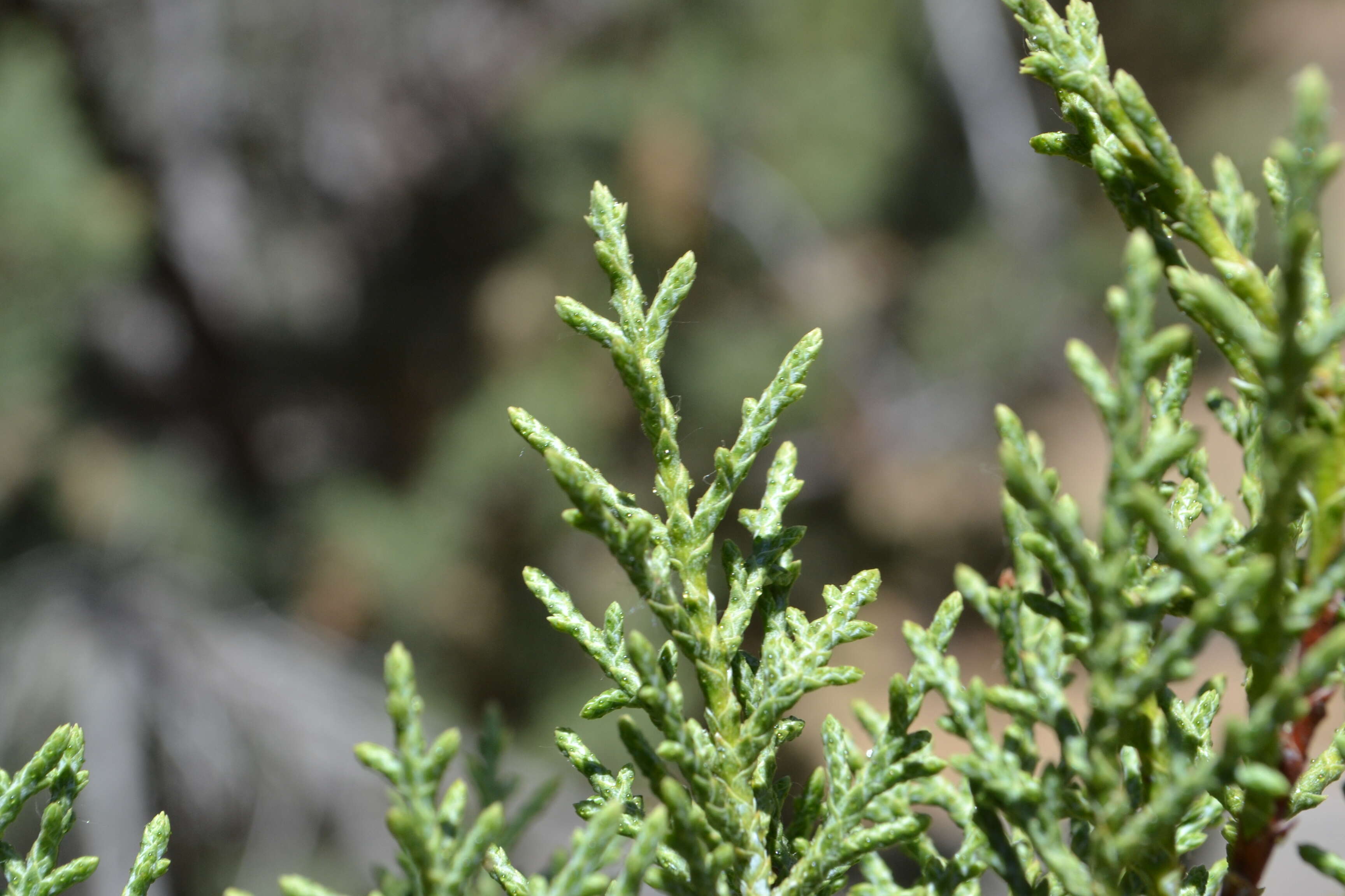 Image of Paiute cypress