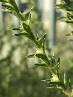 Image of Prickly Russian-Thistle