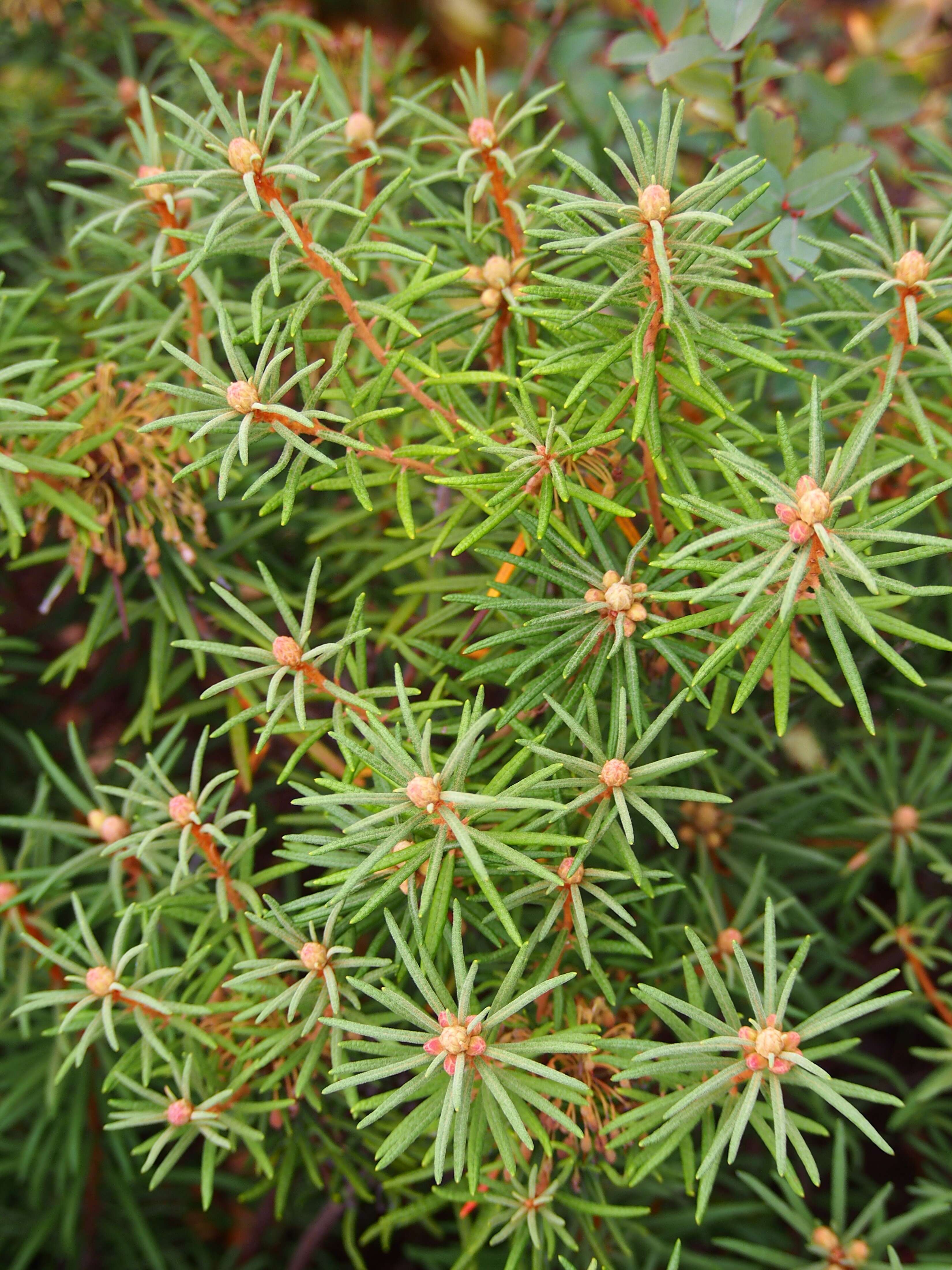 Imagem de Rhododendron tomentosum (Stokes) Harmaja