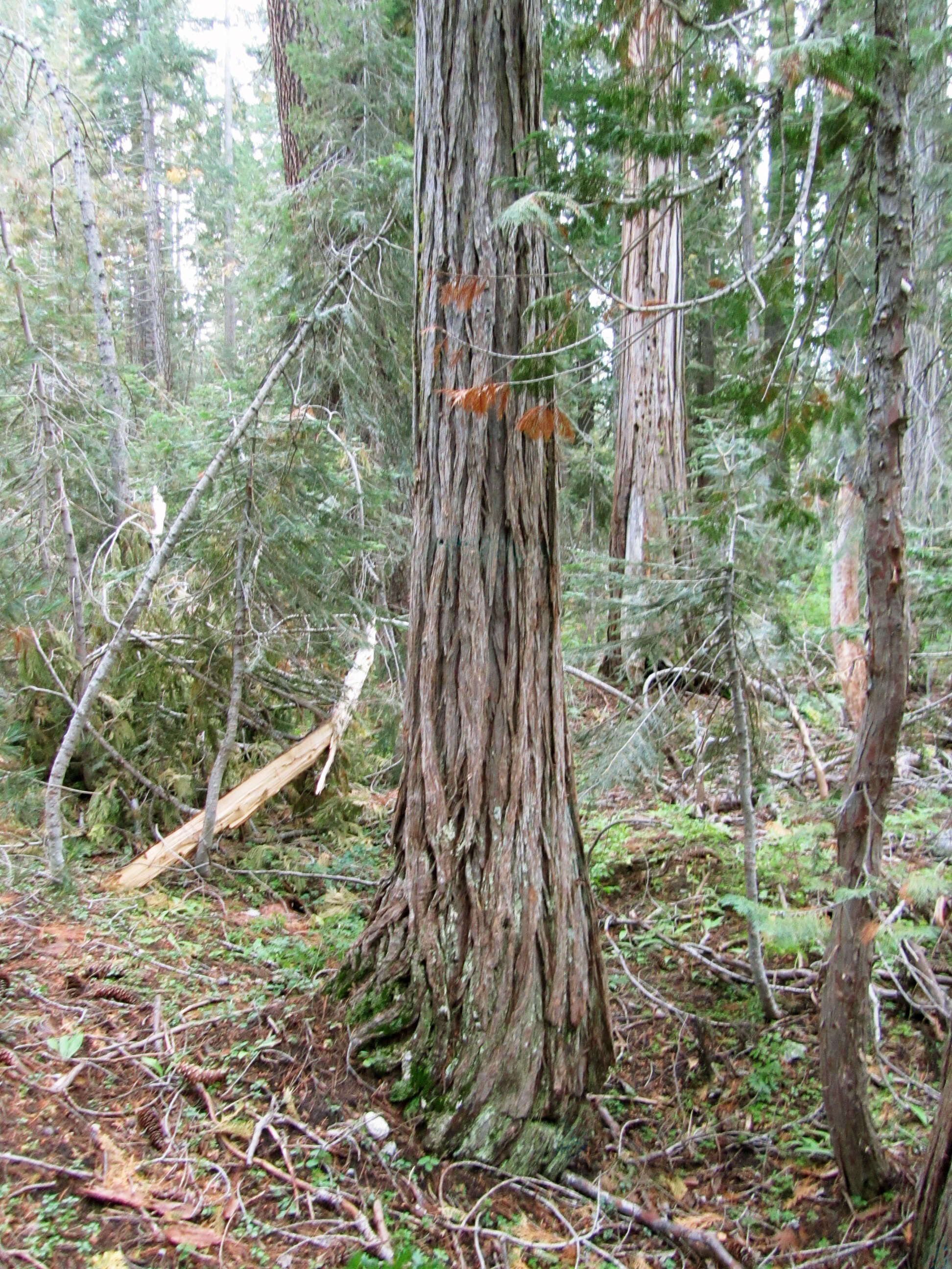 Image of Lawson's Cypress