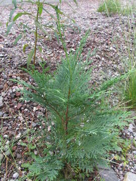 Image of Lawson's Cypress