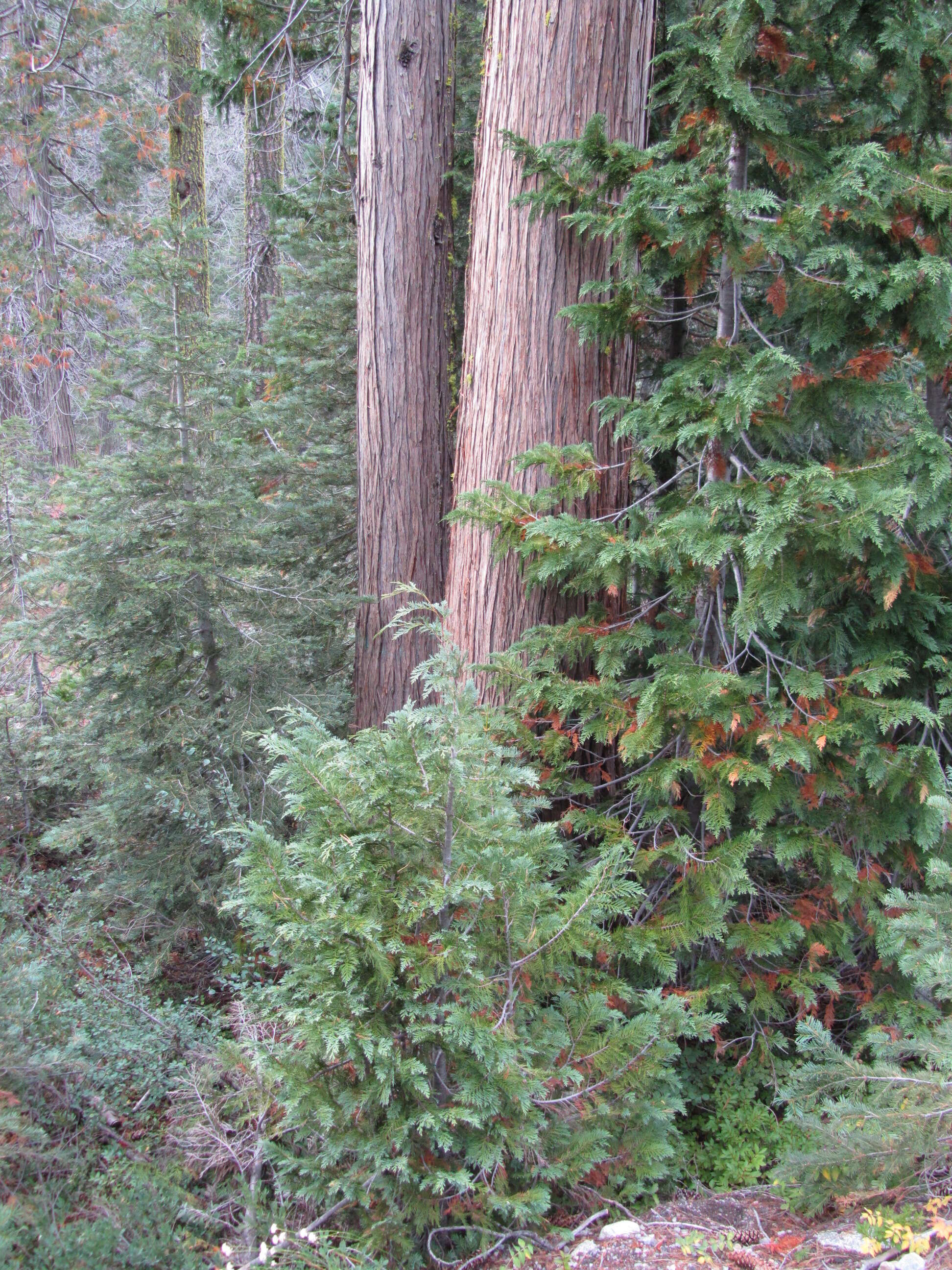 Image of Lawson's Cypress