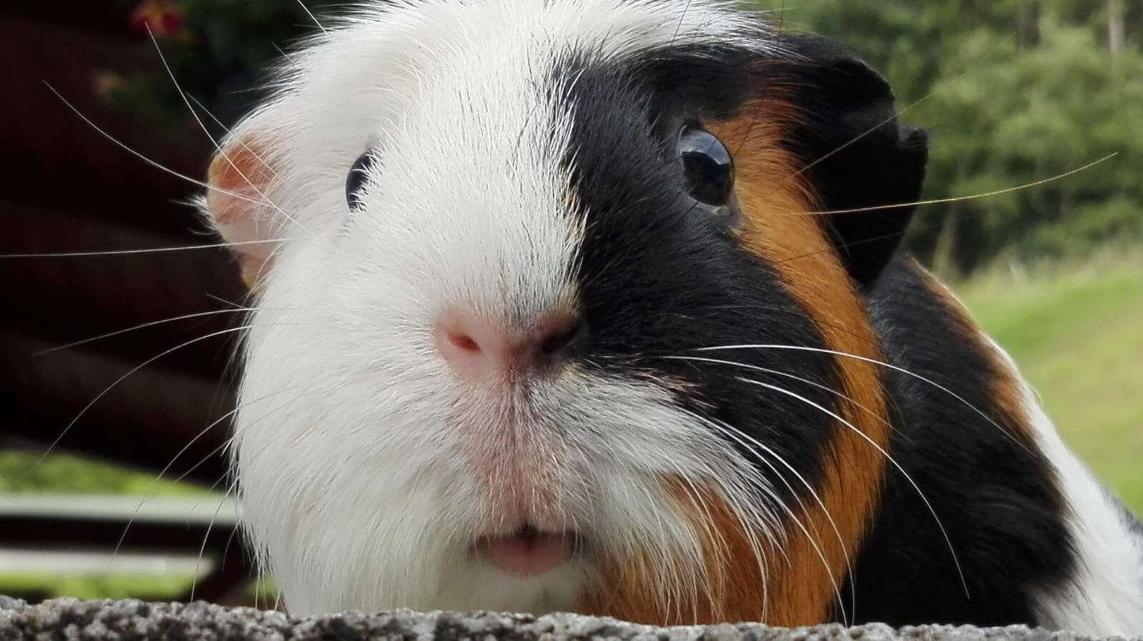 Image of Cavy