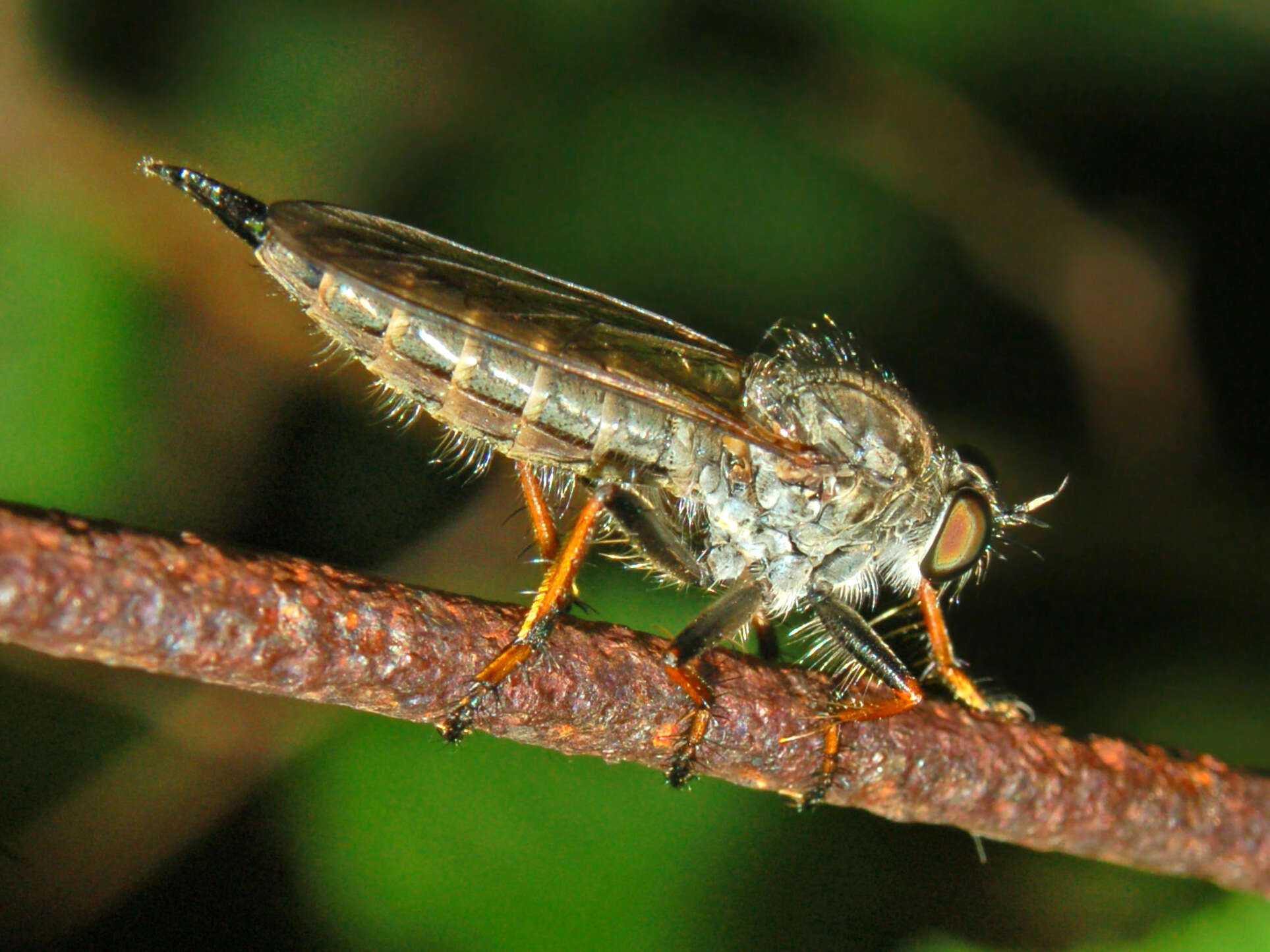 Image of Neomochtherus geniculatus