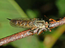 Image of Neomochtherus geniculatus