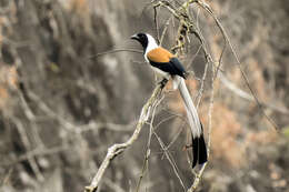 Image of White-bellied Treepie