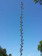 Imagem de Verbascum blattaria L.