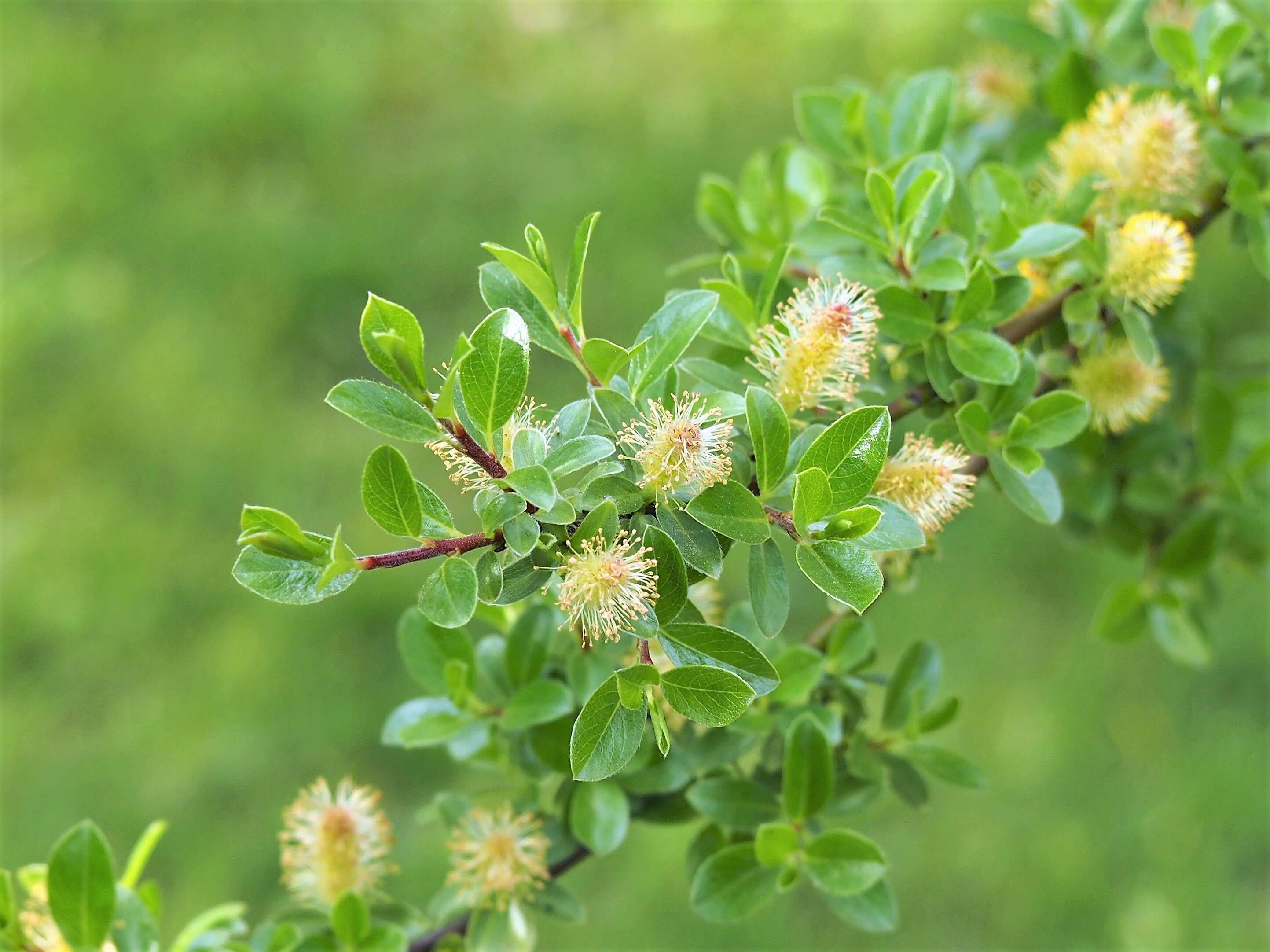 Image de Salix arbuscula L.