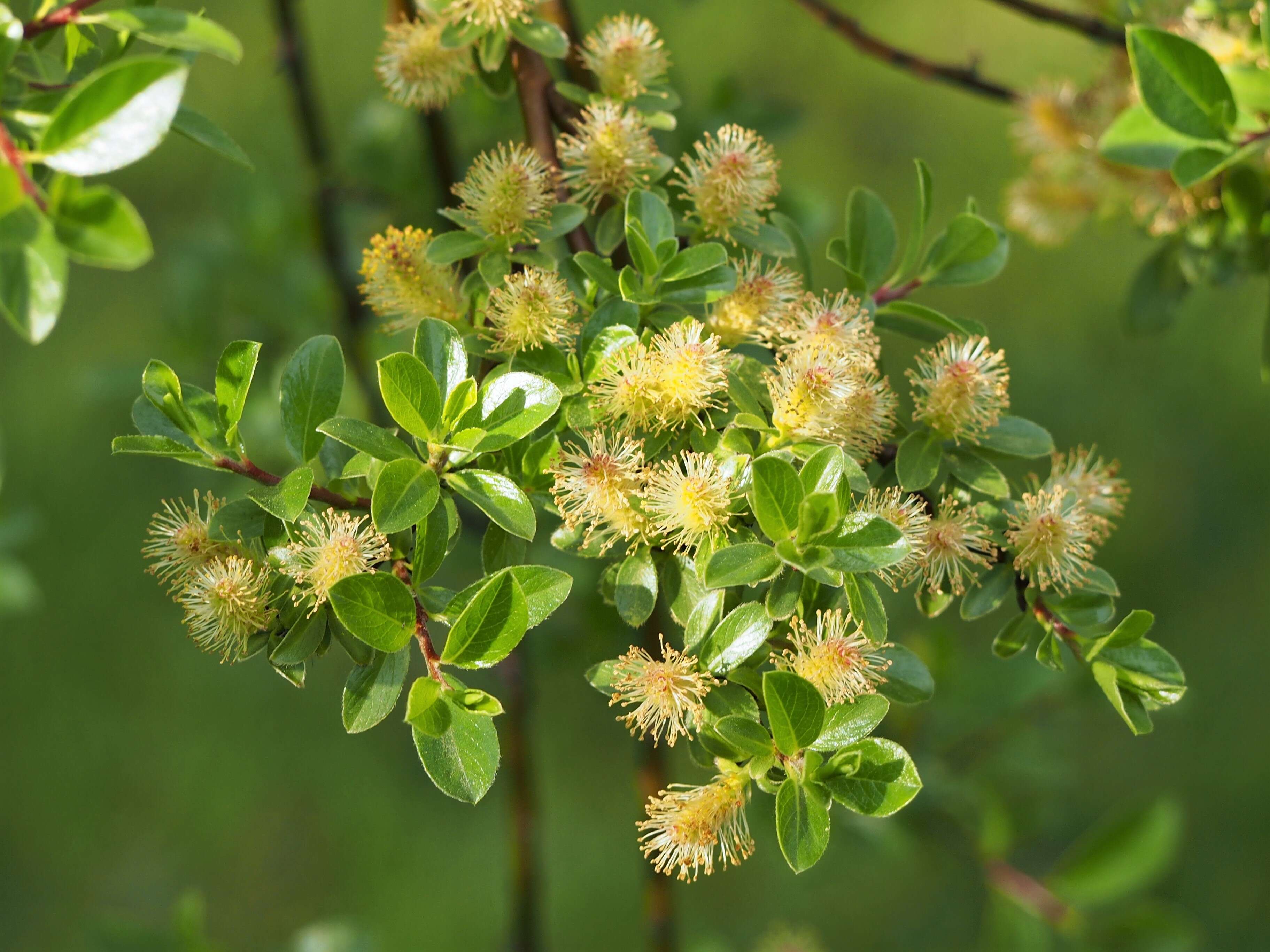 Image de Salix arbuscula L.