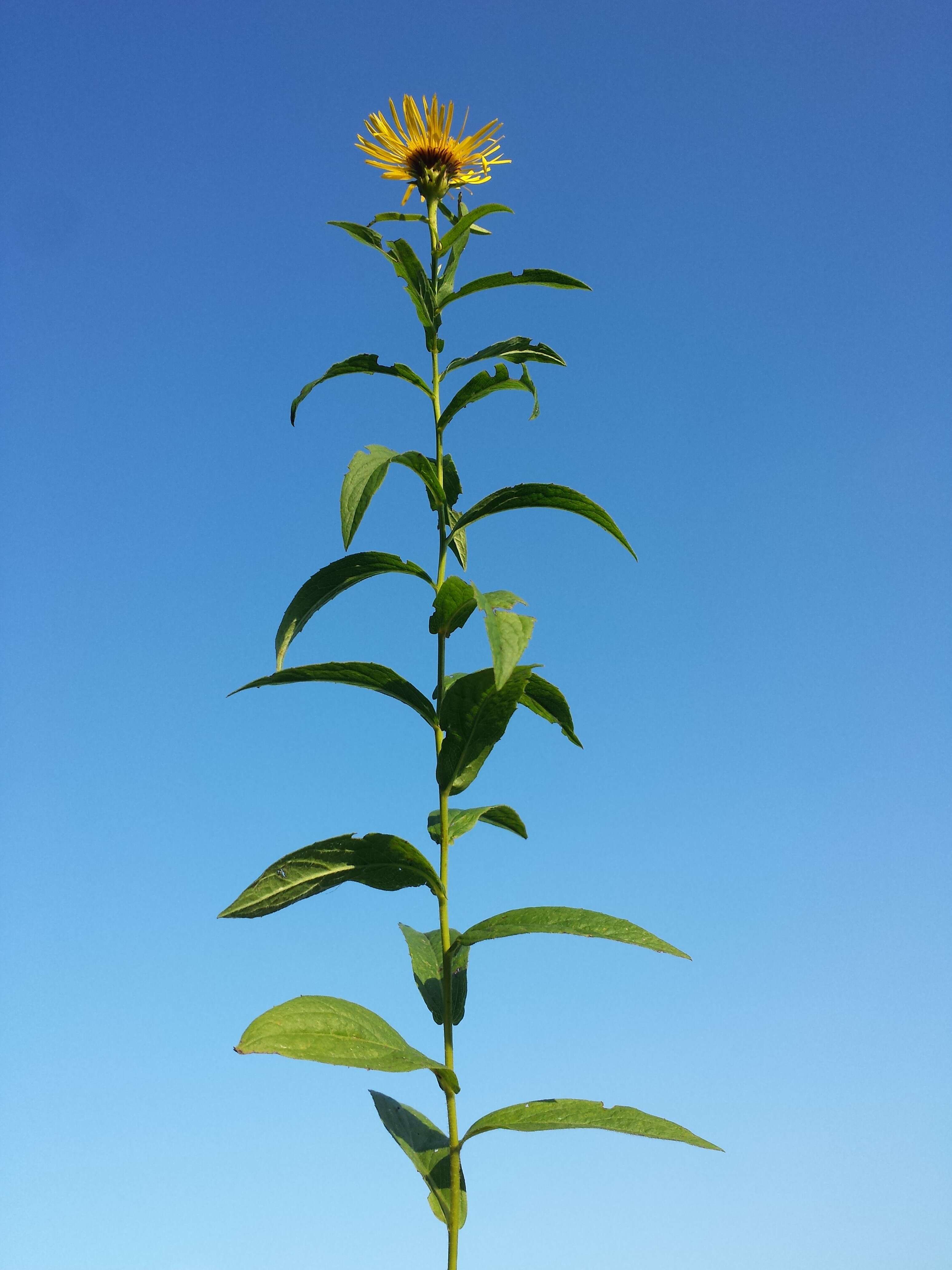 Image of Inula salicina