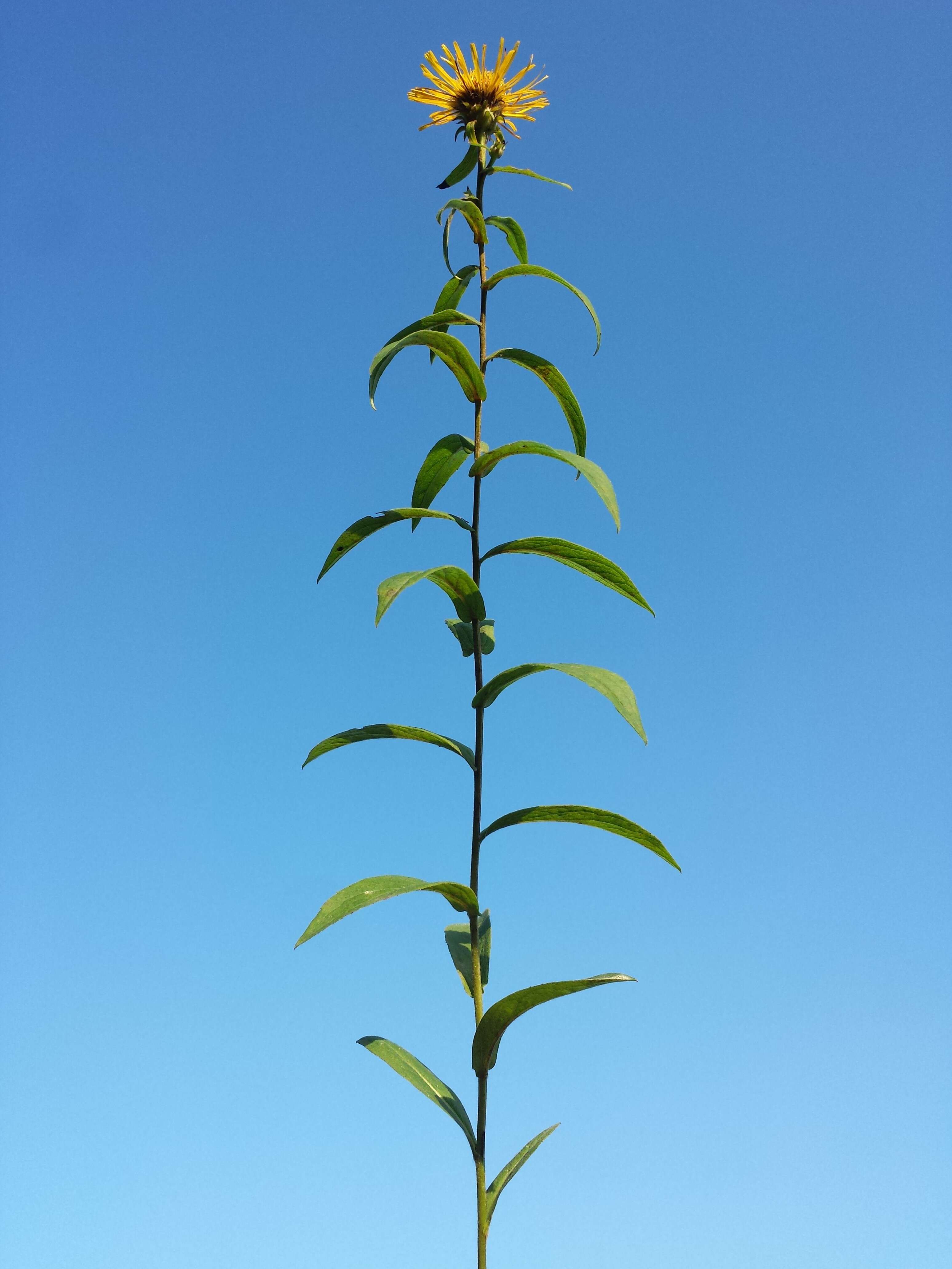 Image of Inula salicina