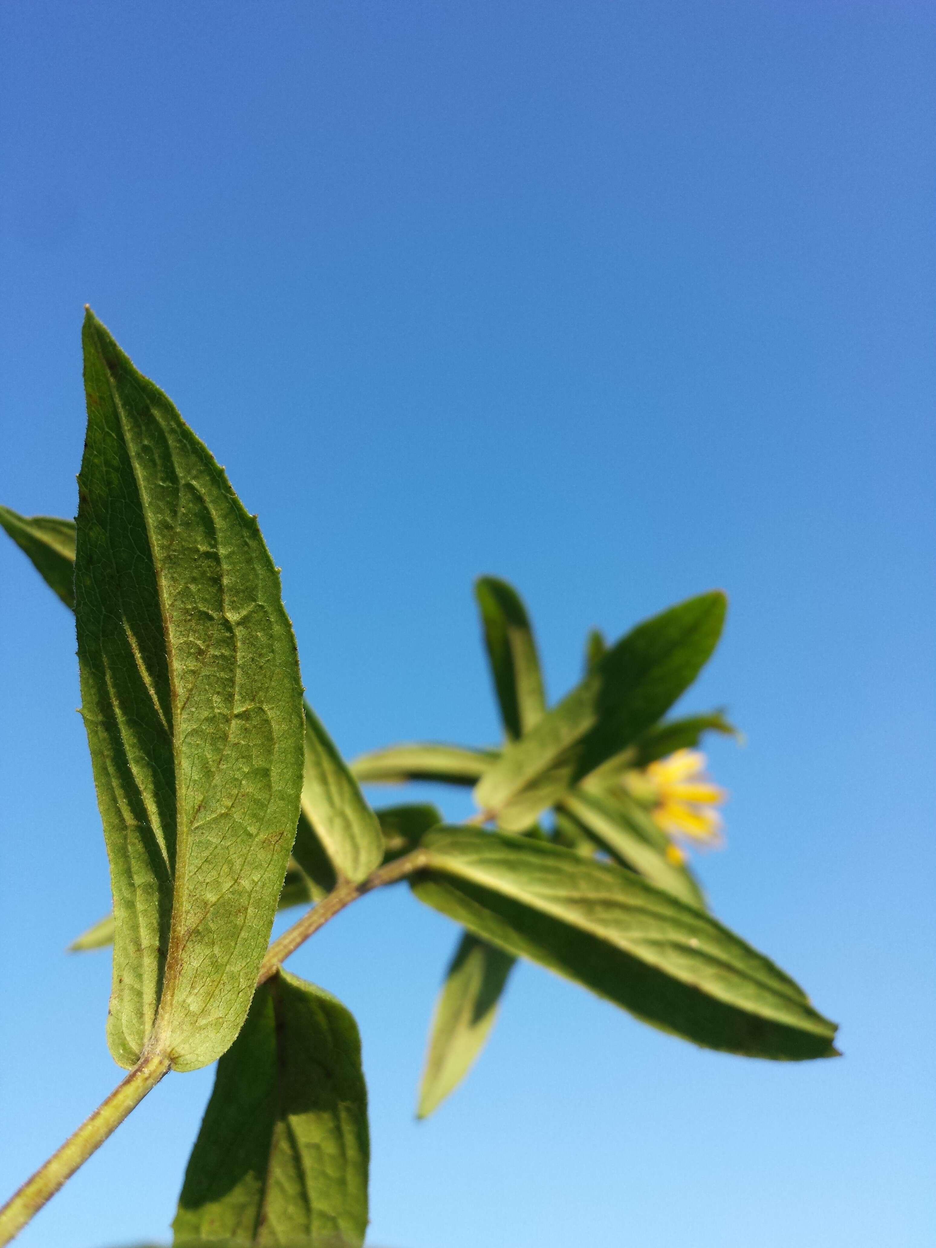 Image of Inula salicina