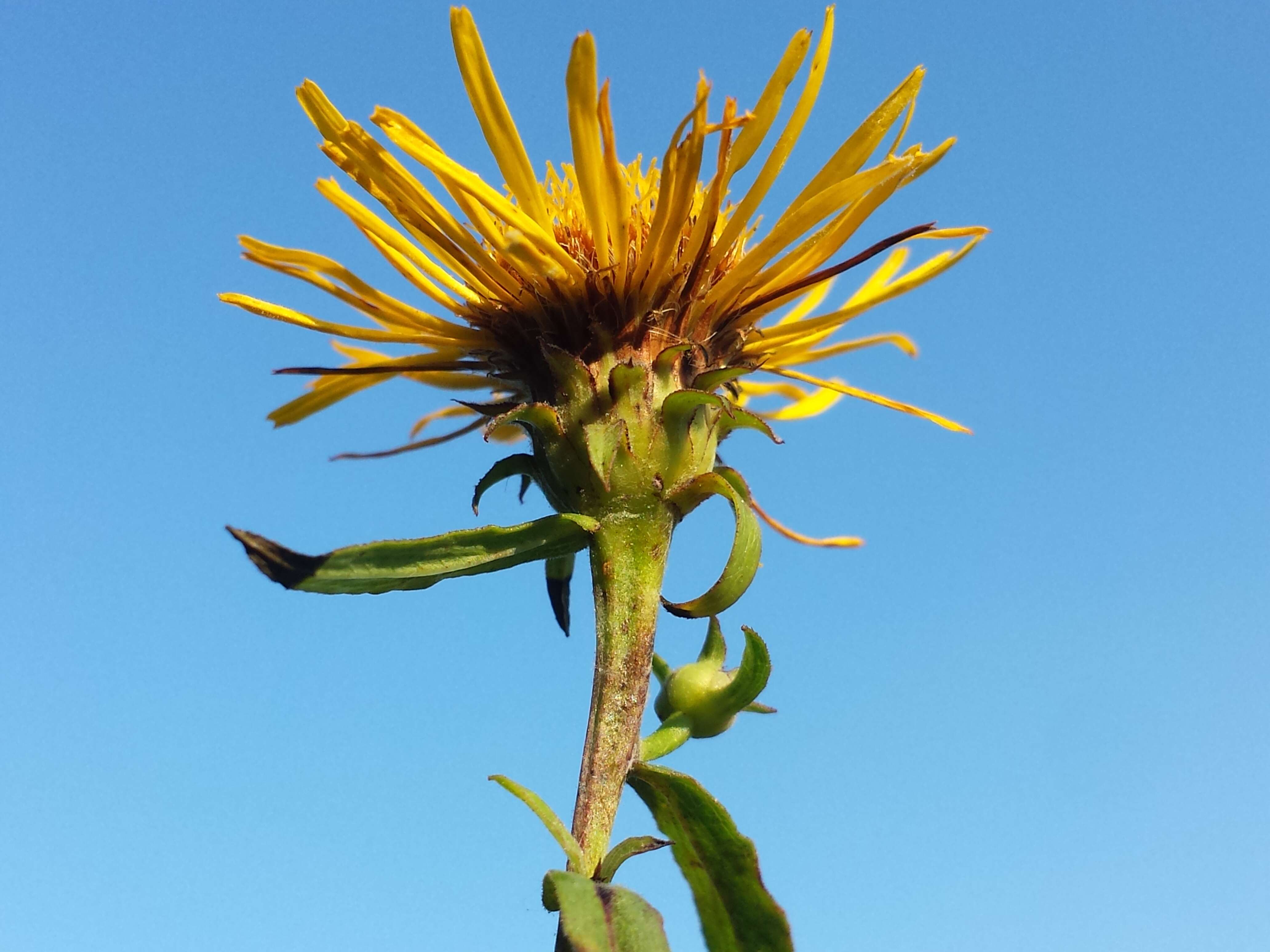 Image of Inula salicina