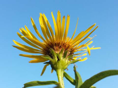 Image of Inula salicina