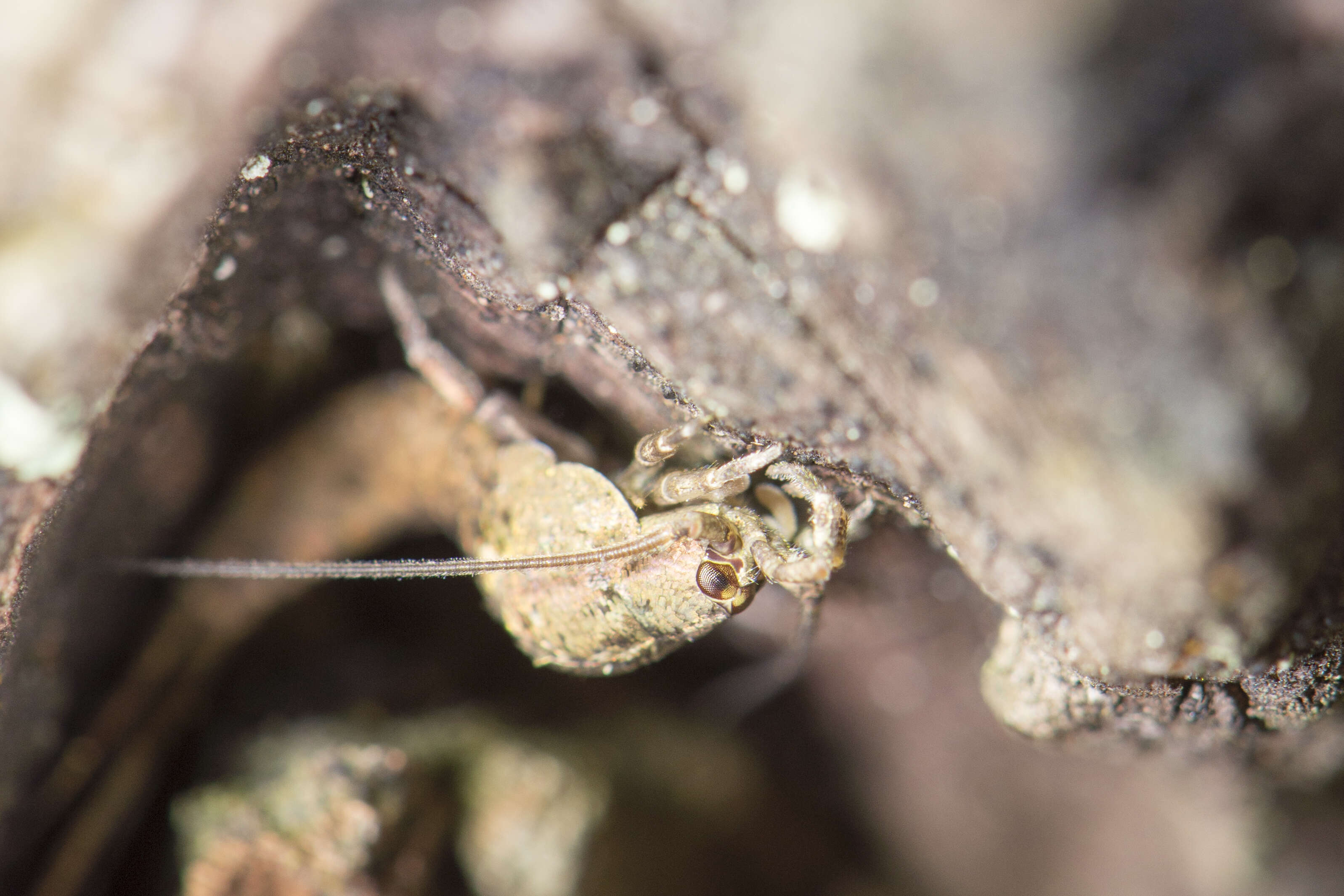 Image of jumping bristletails