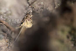 Image of jumping bristletails