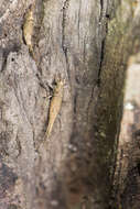 Image of jumping bristletails