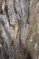 Image of jumping bristletails