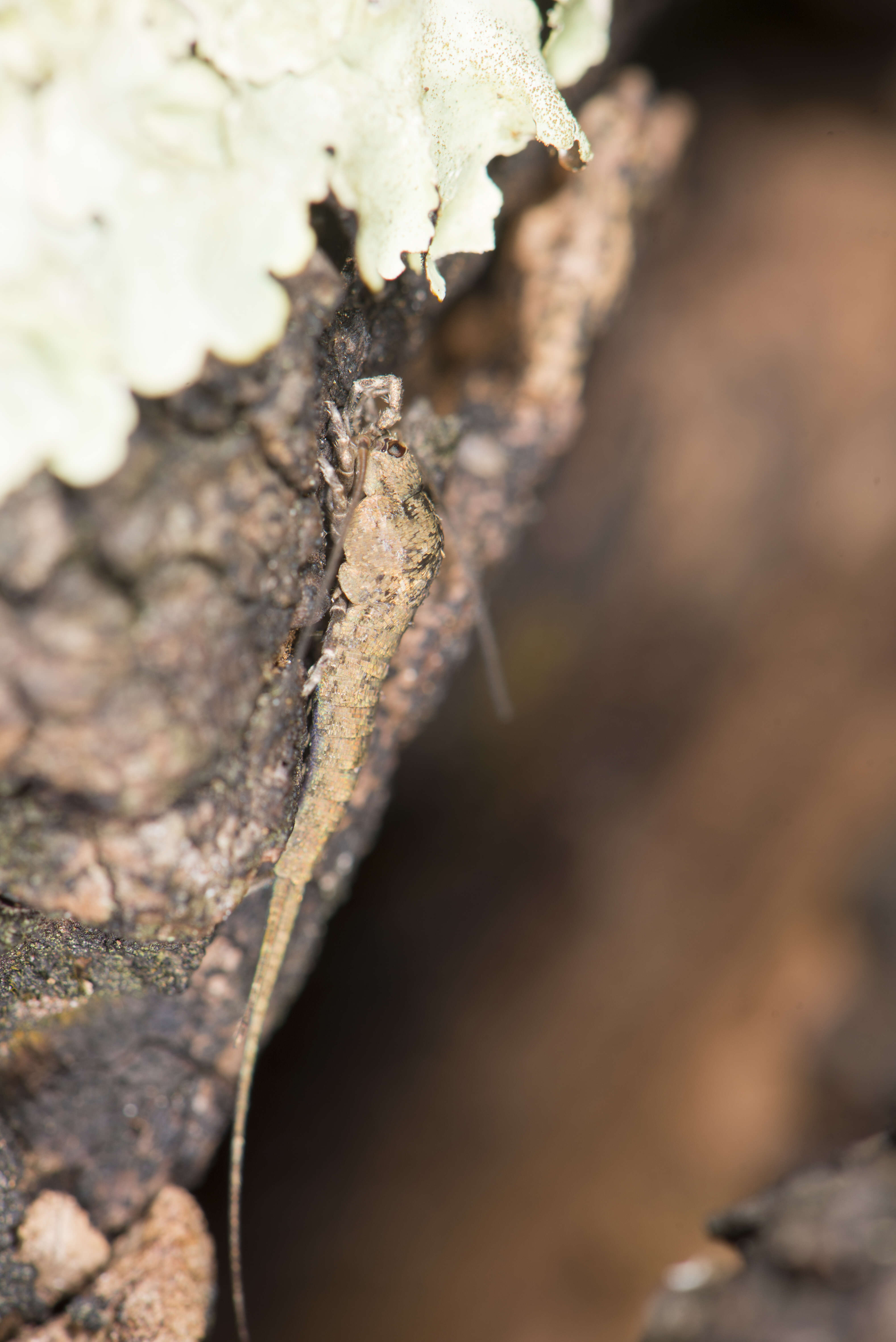 Image of jumping bristletails