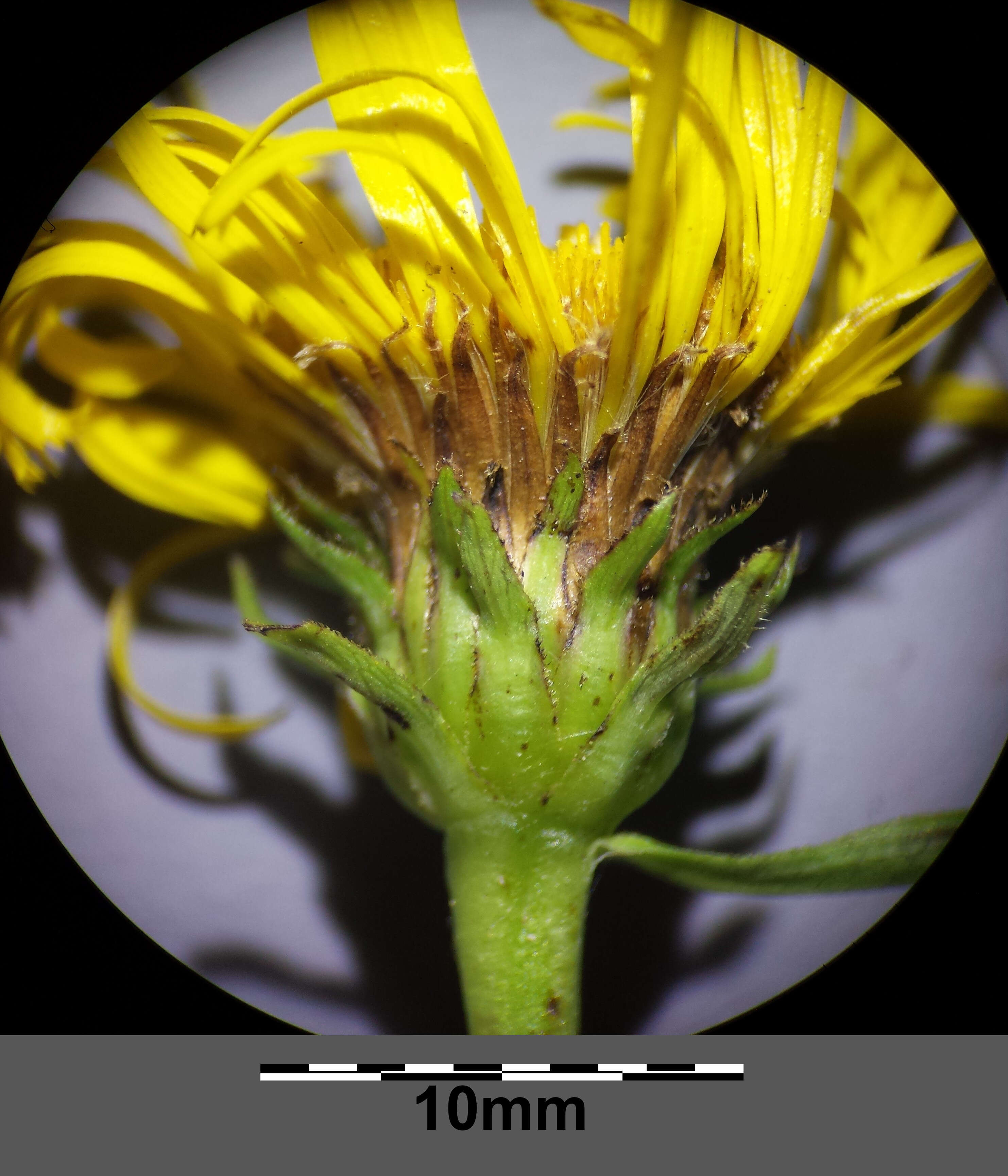 Image of Inula salicina