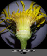 Image of Inula salicina