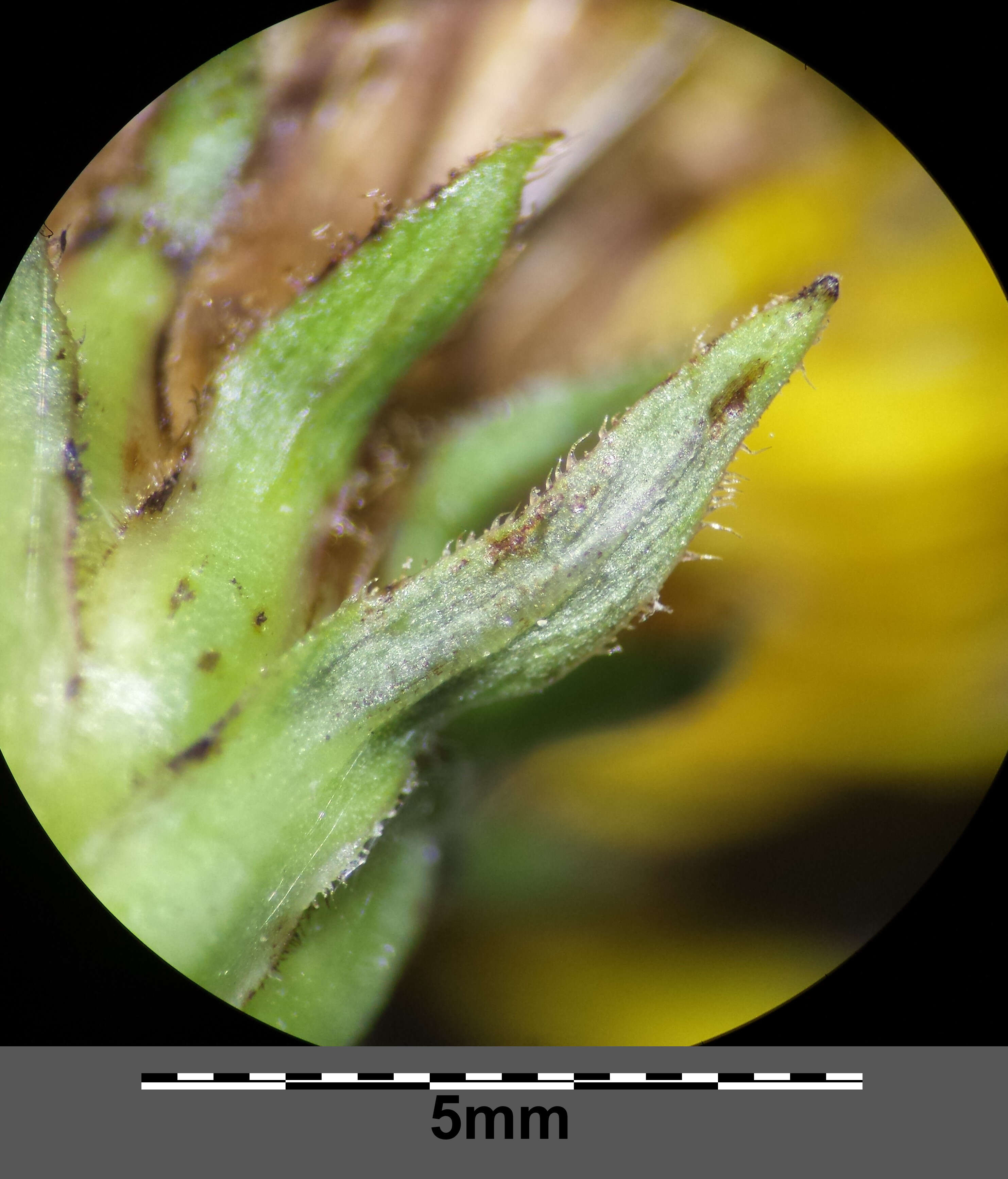 Image of Inula salicina