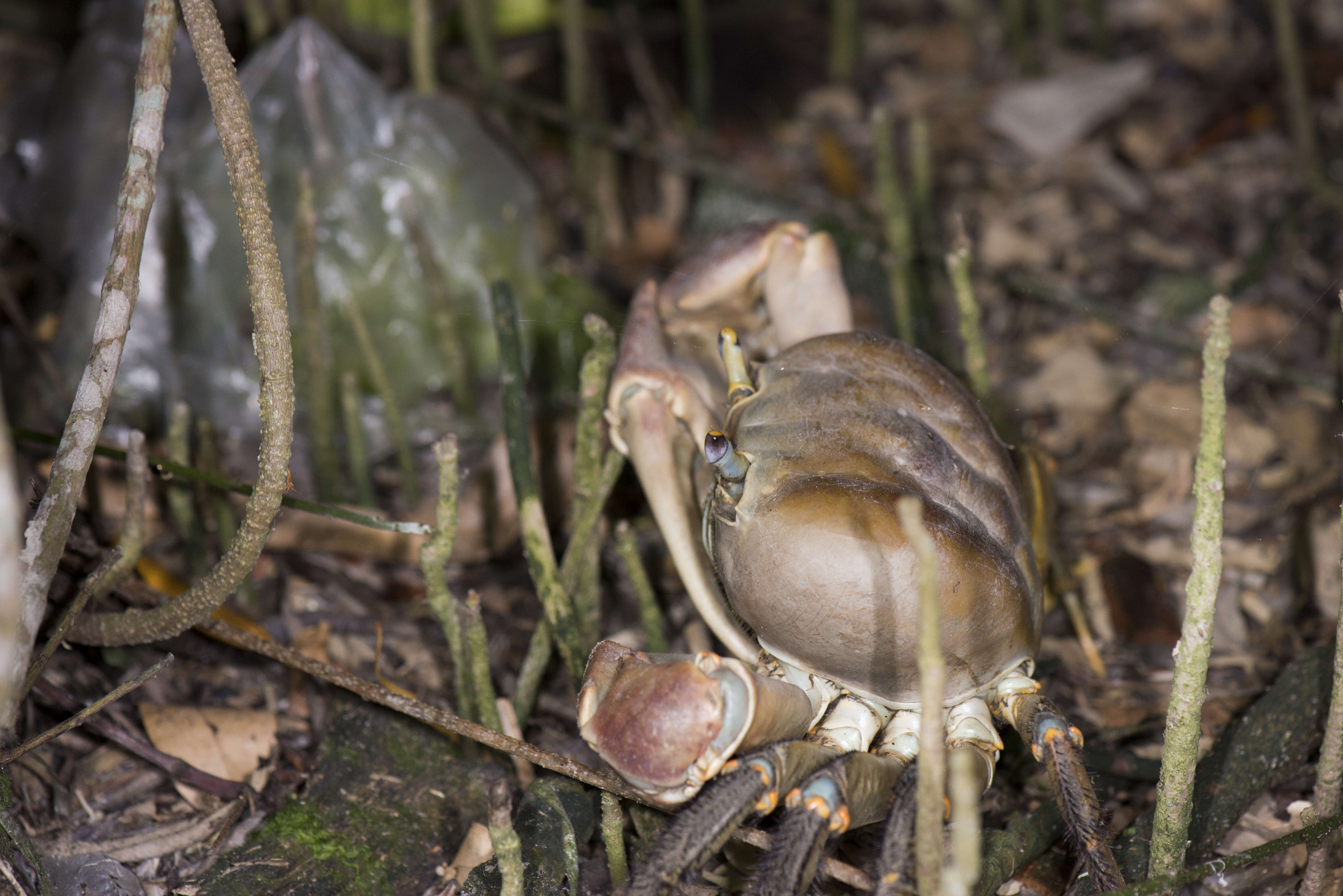 Image of brown land crab