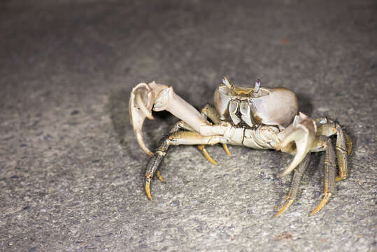 Image of brown land crab