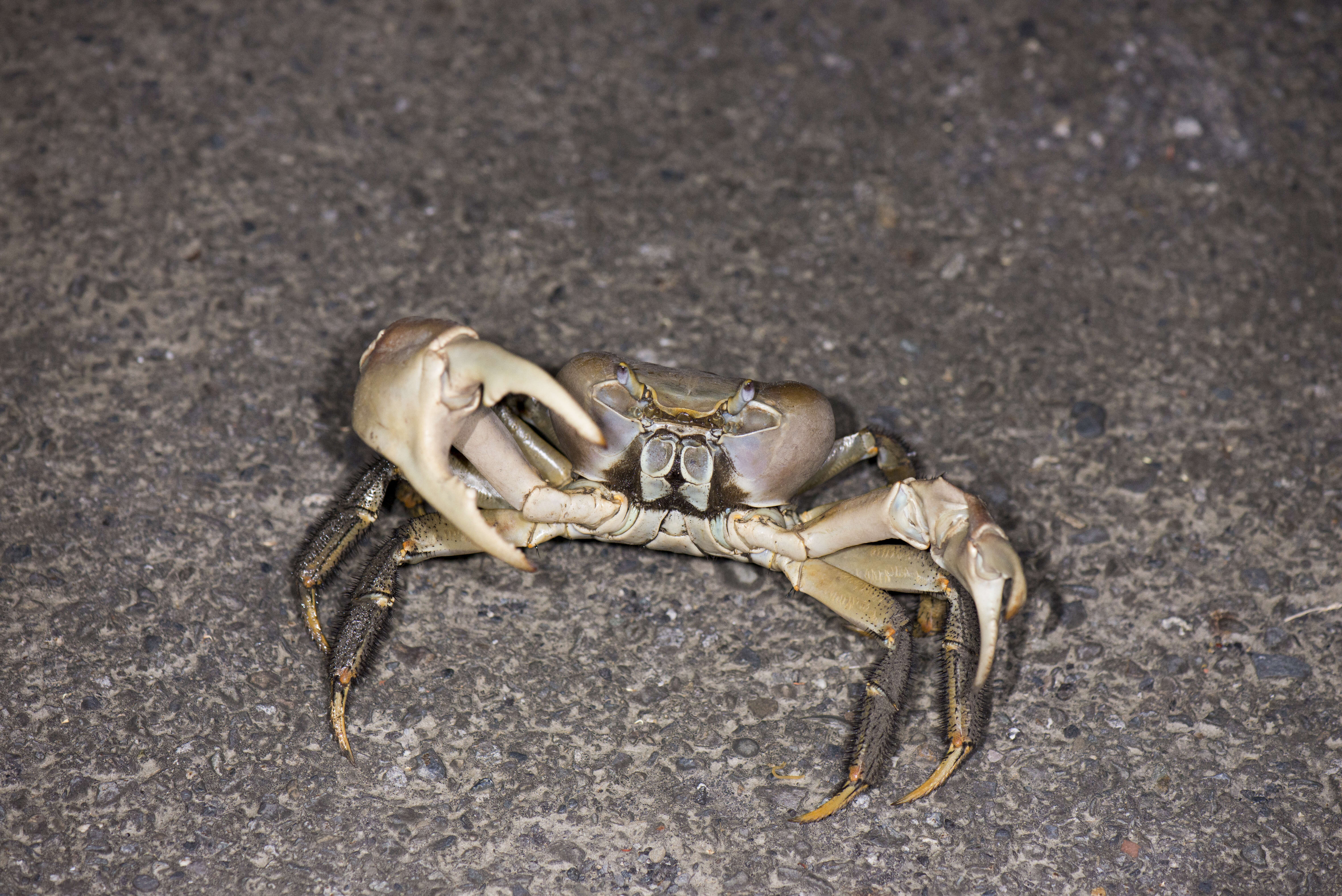 Image of brown land crab