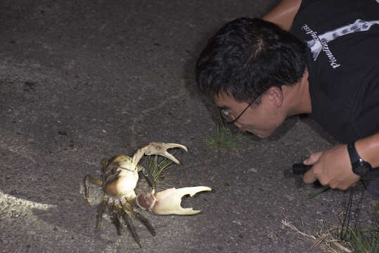 Image of brown land crab