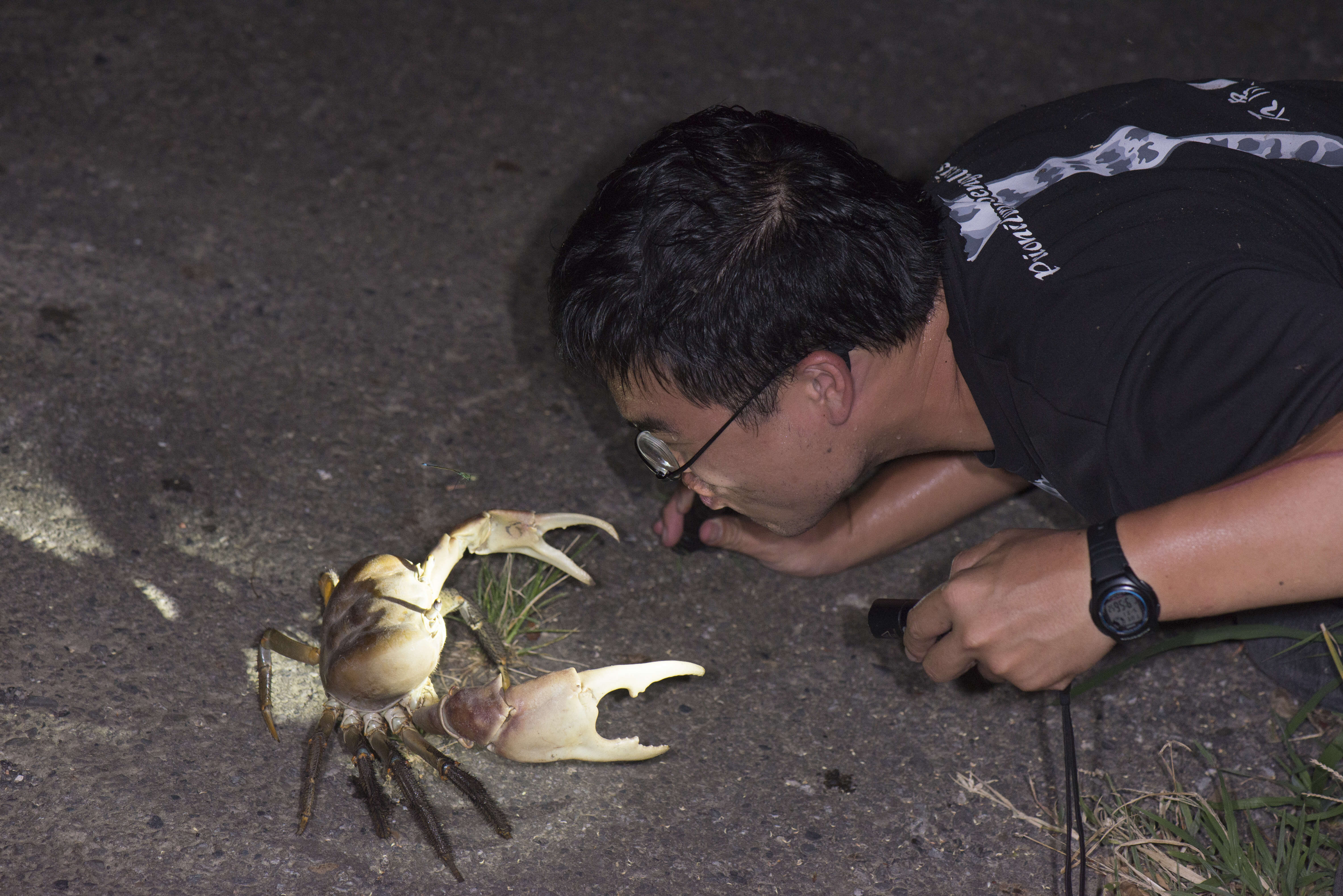 Image of brown land crab