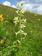 Слика од Platanthera chlorantha (Custer) Rchb.