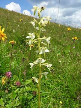 Слика од Platanthera chlorantha (Custer) Rchb.