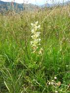 Слика од Platanthera chlorantha (Custer) Rchb.