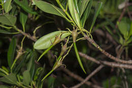 صورة Kandelia obovata Sheue, H. Y. Liu & J. W. H. Yong