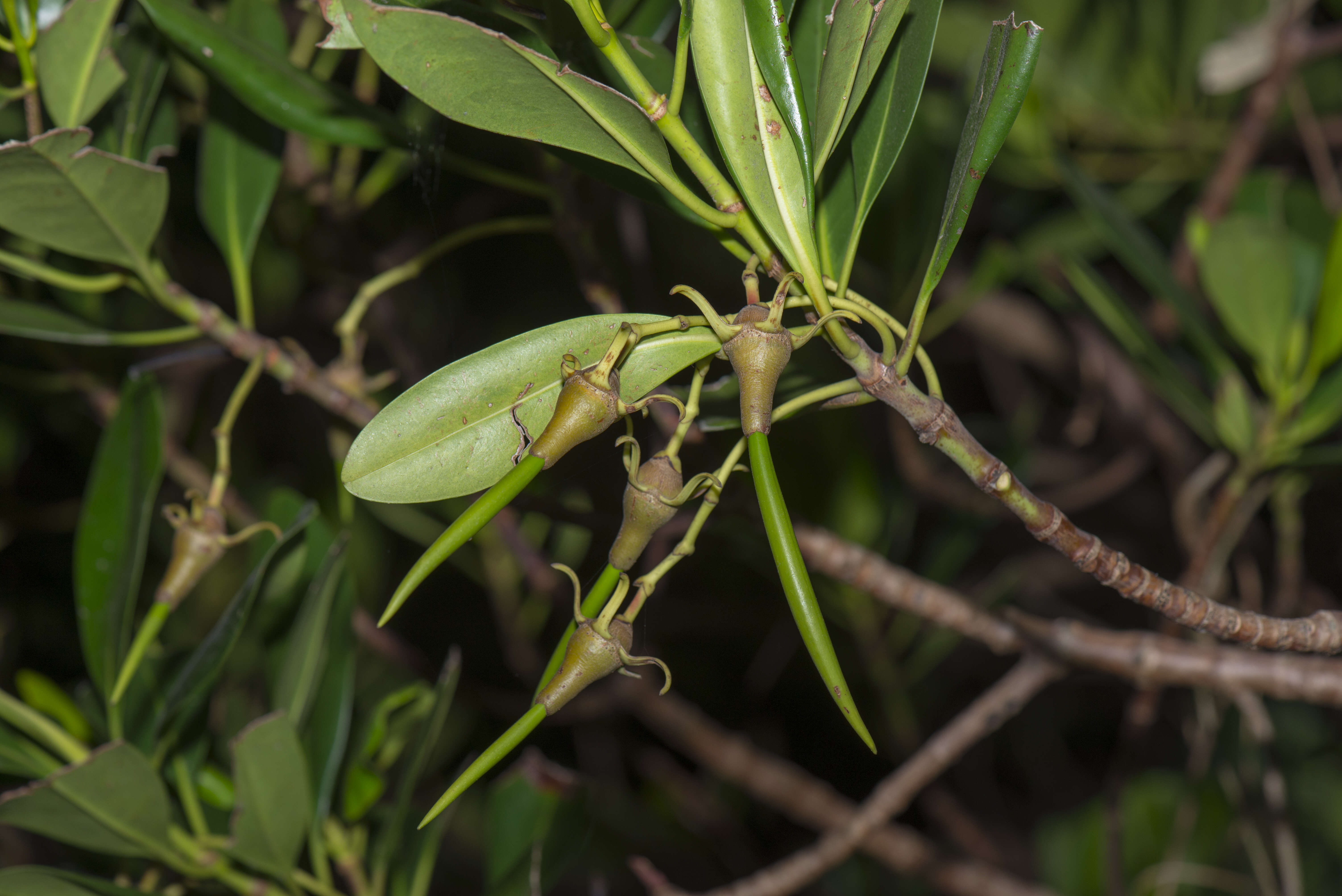 Image of Kandelia obovata Sheue, H. Y. Liu & J. W. H. Yong