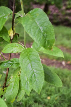 Image of Buddleja americana L.