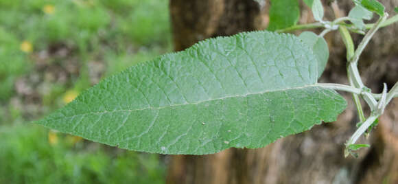 Image of Buddleja cordata Kunth