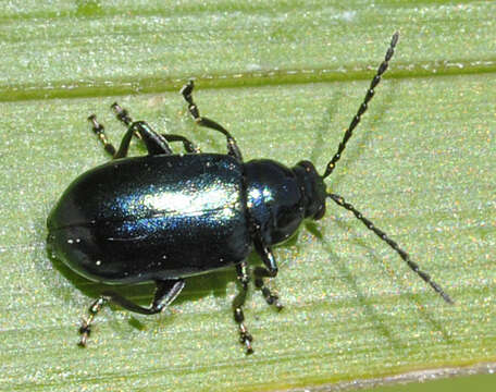 Image of Altica aenescens