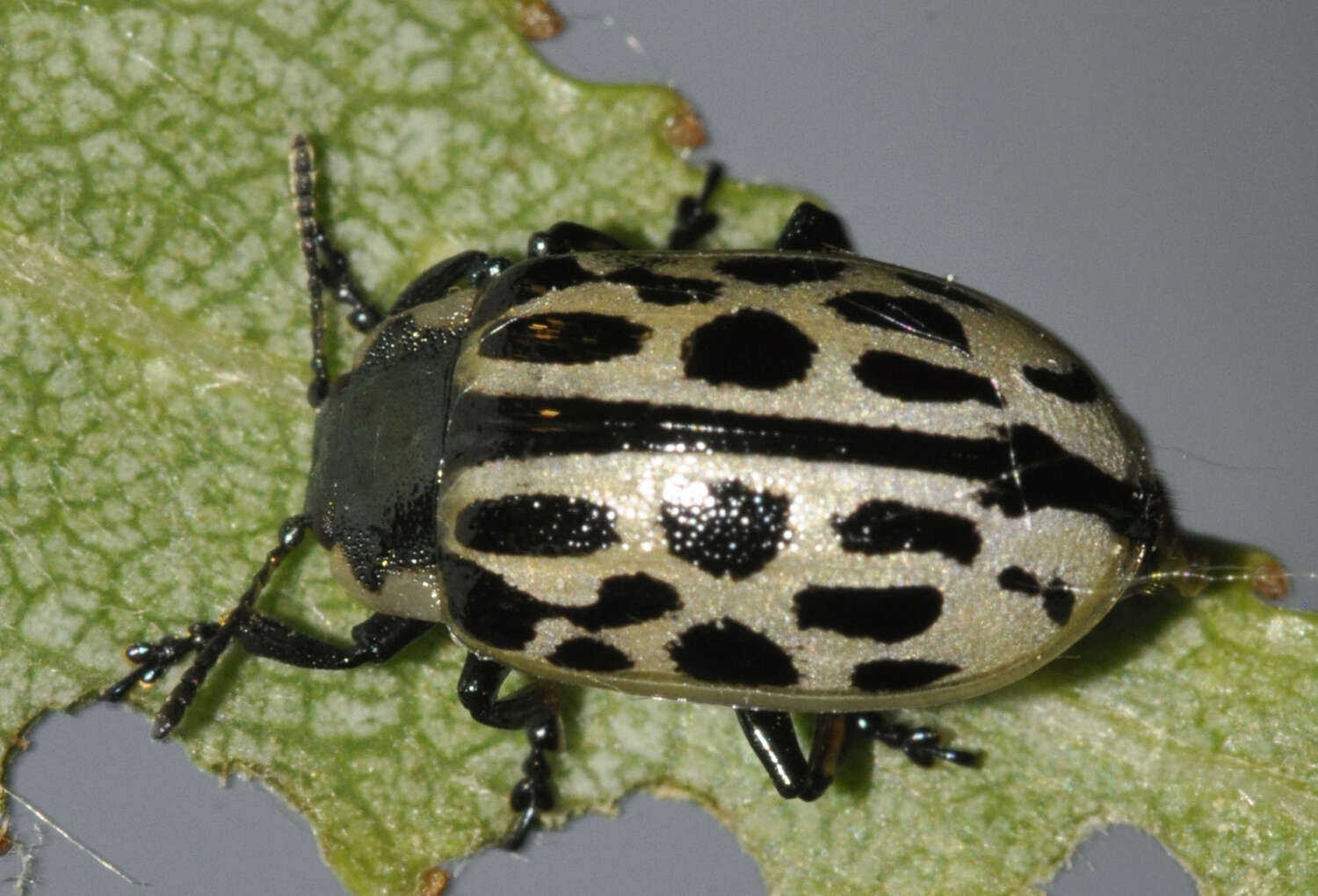 Image of Chrysomela vigintipunctata